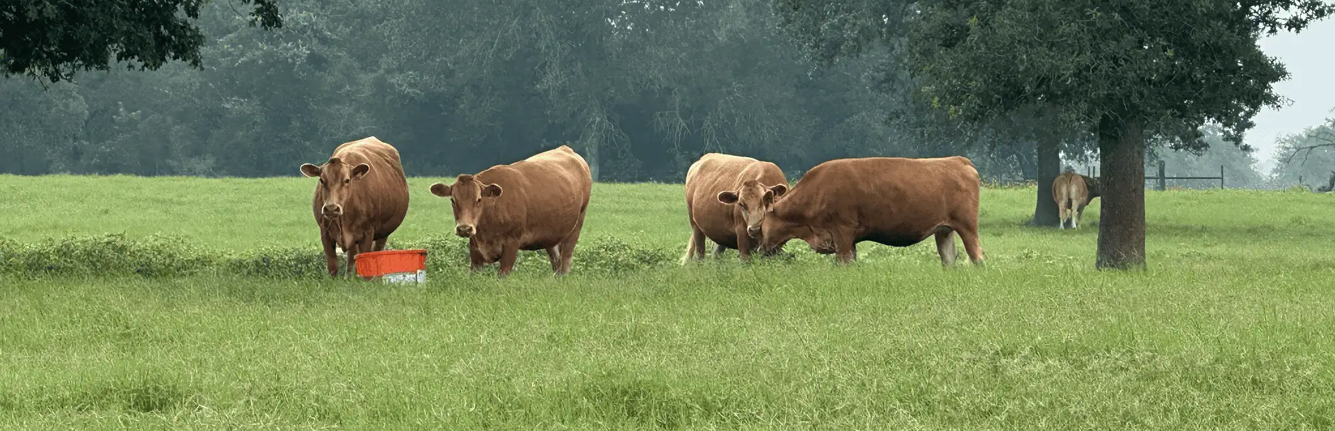 Cullen Akaushi Cattle herd